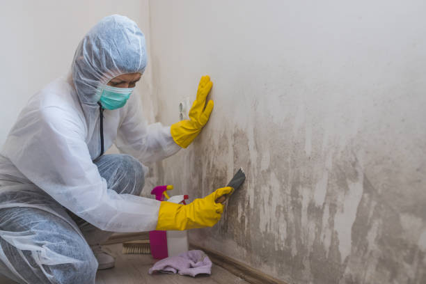 Best Comprehensive Air Testing for Mold Contaminants  in Stacy, MN