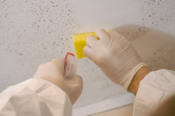 Best Water Damage & Mold Remediation  in Stacy, MN