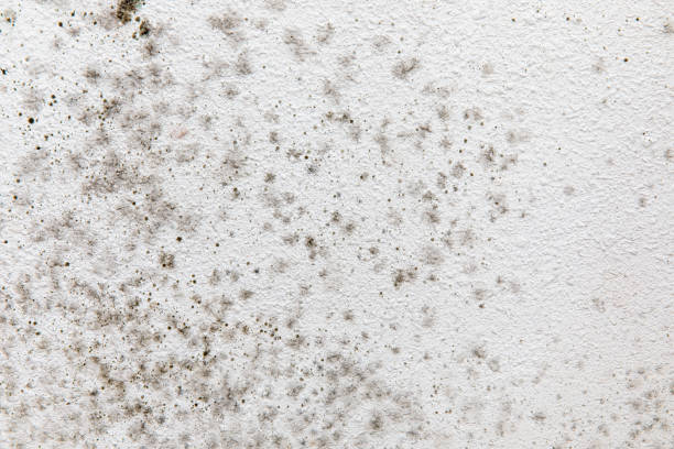 Best Mold Remediation for Vacation Homes  in Stacy, MN