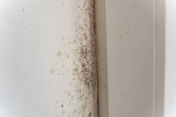 Best Biohazard Mold Removal  in Stacy, MN